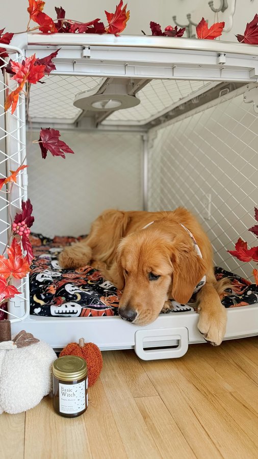 Instagram post by @goldenretrieveroakleyy for Diggs. Caption reads: Set up my dogs Revol crate form @diggspet for....