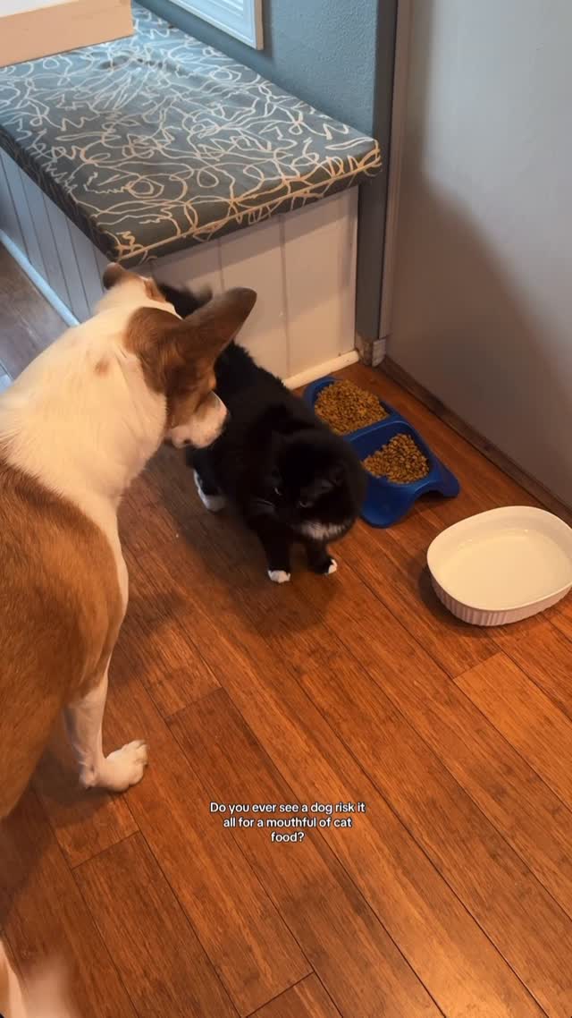 Instagram post by @_amanduhh___ for Petlibro. Caption reads: #petlibropartner My cats can finally eat all their....