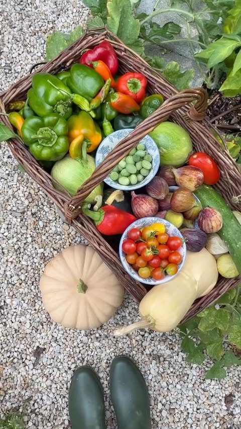 Instagram post by @southerntoatea for Miracle-Gro. Caption reads: [...] a fall garden! 🌱 I’ve partnered with....