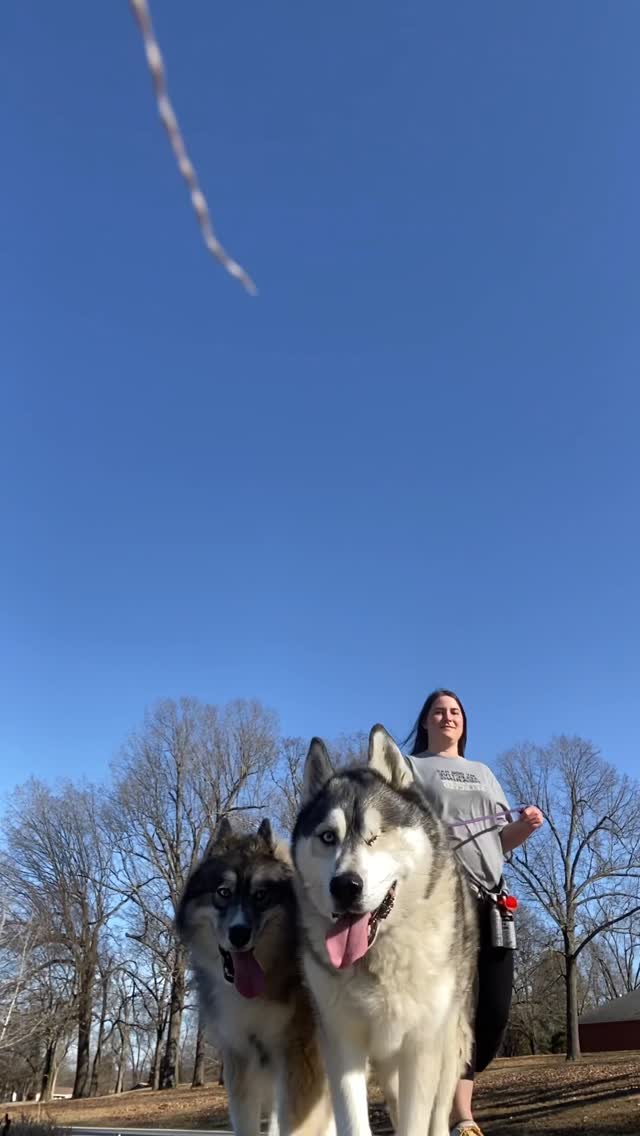 Instagram post by @naturalstatehuskies for Wondercide. Caption reads: [...] $ @fi.dogs code ZUKIOLIVE to save $....