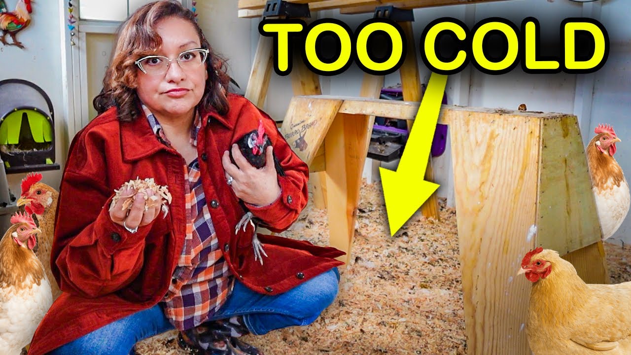 YouTube post by @WelcometoChickenlandia for Grubbly Farms. Caption reads: WARNING: Do NOT Use this Coop Bedding in Winter!....