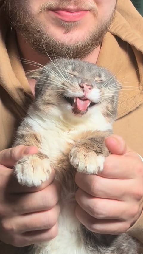 Instagram post by @iamrigbycat for Petkit. Caption reads: Thanks @petkitus for helping us care for our kitty....