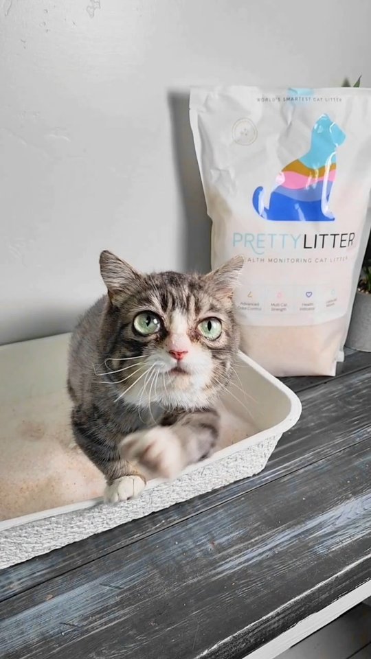 Instagram post by @winkythedwarfcat for Prettylitter. Caption reads: We really like how lightweight this litter is and....