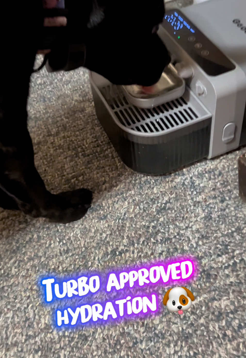 TikTok post by @hybrid_bully for Geoorood. Caption reads: [...] water bowls are cancelled 🚫🥣 This....