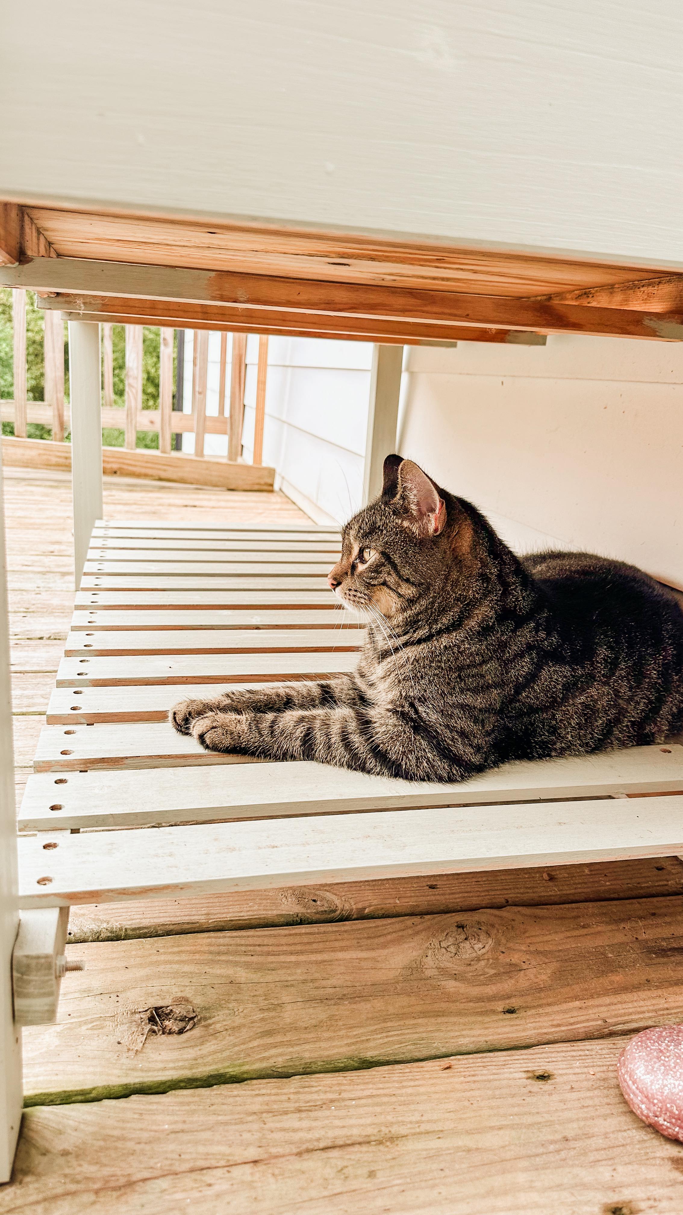 Instagram post by @peachestopearls for Primal Pet Foods. Caption reads: Six months ago we adopted Franklin and it’s like....