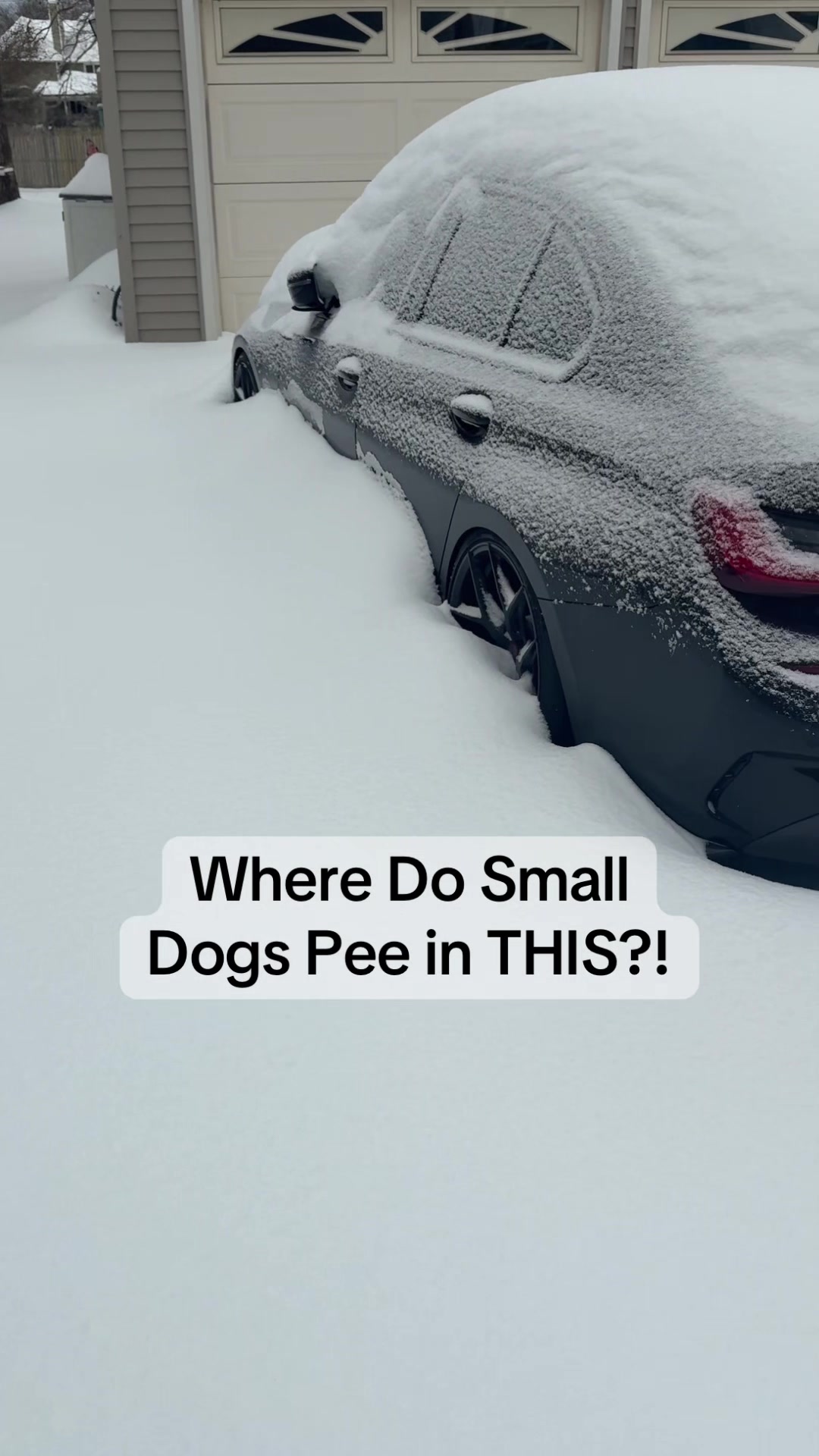 TikTok post by @kristas.kreations for HoneyCarePet. Caption reads: Dogs who won’t go outside in snow or rain can wear....