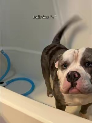 TikTok post by @shannnfox for Rinseroo. Caption reads: [...] #bullybreeds #dogbath #pocketbully....