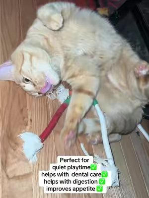 TikTok post by @roniveesboutique for Potaroma. Caption reads: [...] #cattoys #pataroma #catsoftiktok @Potaroma....