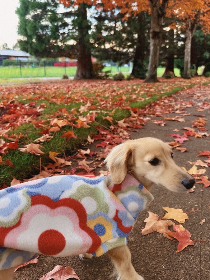 Instagram post by @junie.thewiener for Native Pet. Caption reads: GIVEAWAY CLOSED

HOLIDAY GIVEAWAY 

Happy....