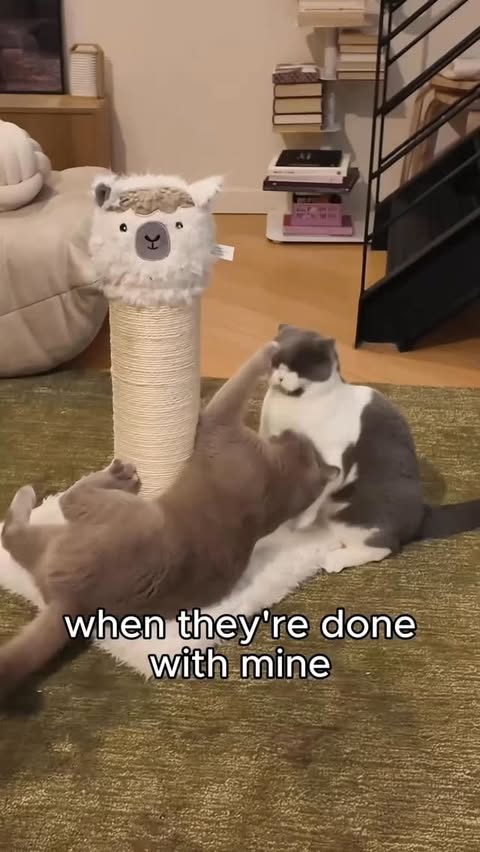 Instagram post by @porkybellyandjim for Chewy. Caption reads: Slowly becoming a cat thanks to @chewy....