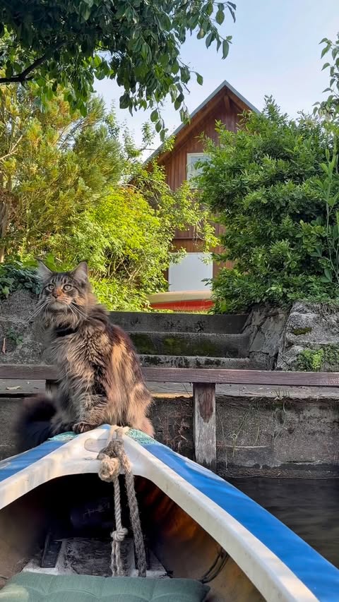 Instagram post by @louiswildlife for ORIJEN Petfoods. Caption reads: Stay cool, everyone, during the heat wave! ☀️🥵💙....