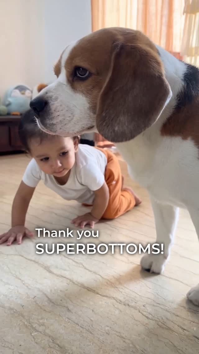 Instagram post by @doodle.thebeagle for Superbottoms. Caption reads: Doodle rocked 🐶
Anaya shocked 😲
@superbottoms....