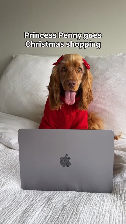 Instagram post by @its_princesspenny for Newman's Own. Caption reads: Princess Penny goes Christmas shopping ♥️🎄

Penny....