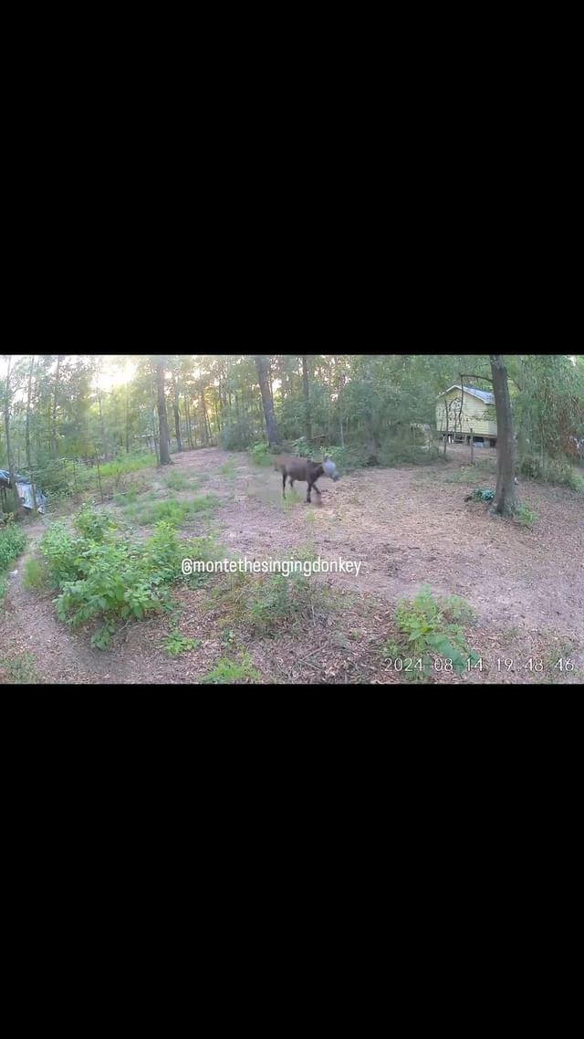 Instagram post by @montethesingingdonkey for Wyze. Caption reads: Mawm says she needs 2 more hands so she can carry....