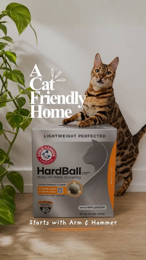 Instagram post by @firstclassbengals for Arm & Hammer. Caption reads: Having a cat doesn’t mean your home has to smell....
