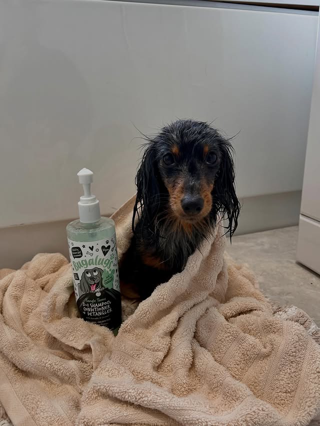 Instagram post by @longhairedlossie for Bugalugs Pet Care. Caption reads: Staying fresh and clean always with....