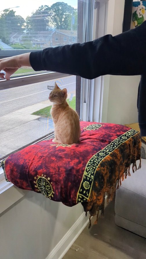 Instagram post by @itscookie.cat for Petsfit. Caption reads: Comment Hammock for the link! 

We're a little bit....