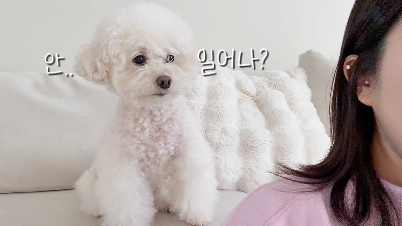 YouTube post by @4doongine for Afor 美容皮膚科. Caption reads: A dog who wants to go for a walk in sub-zero....