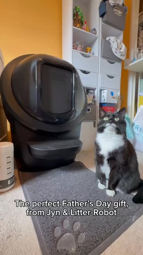 Instagram post by @mycatjyn for Litter-Robot by Whisker. Caption reads: The kitten Jyn content that we all need this....