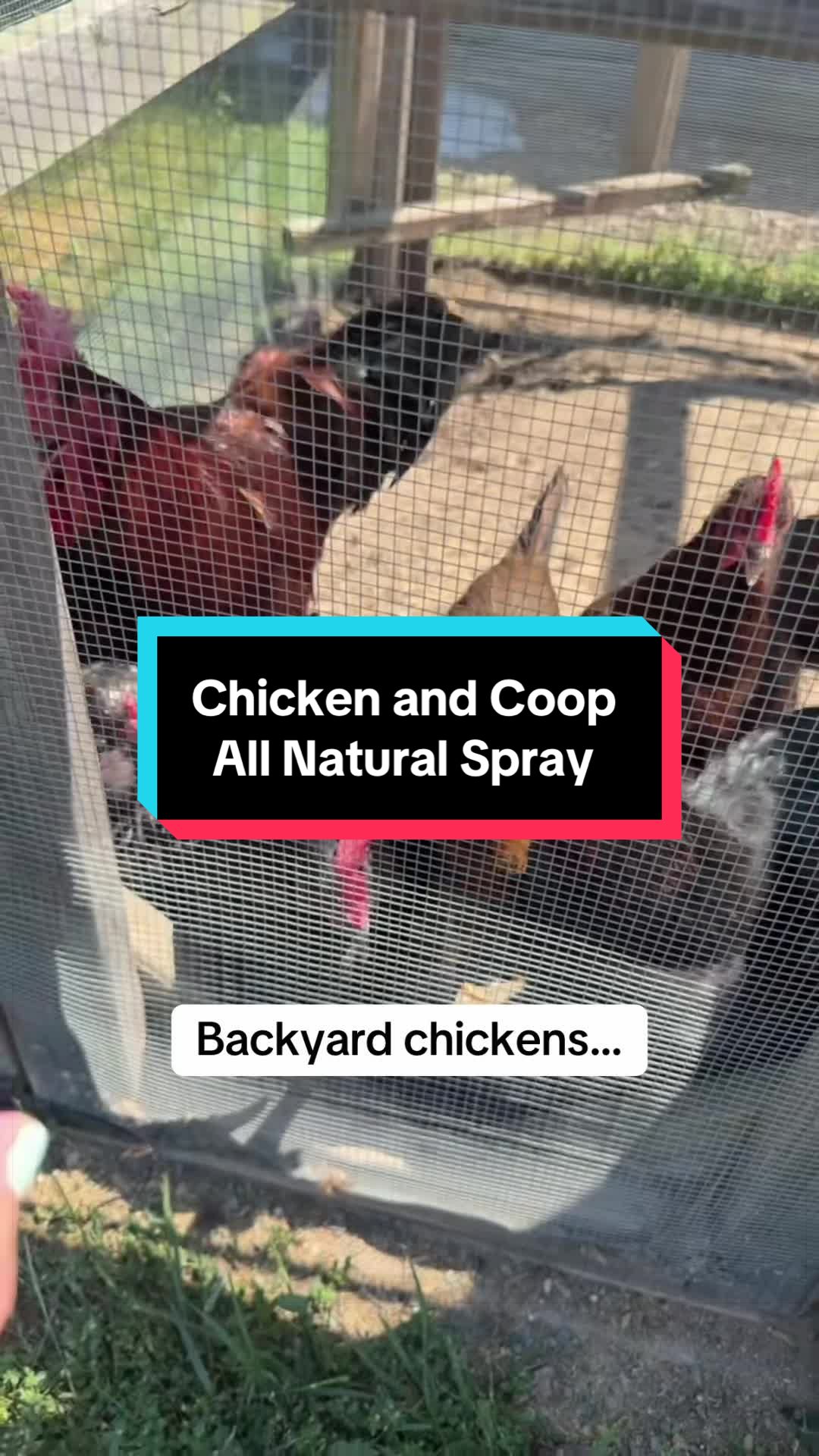 TikTok post by @countrygirl_prepper for Reliant Pet. Caption reads: [...] #homesteaders #chickens @Reliant Pet.