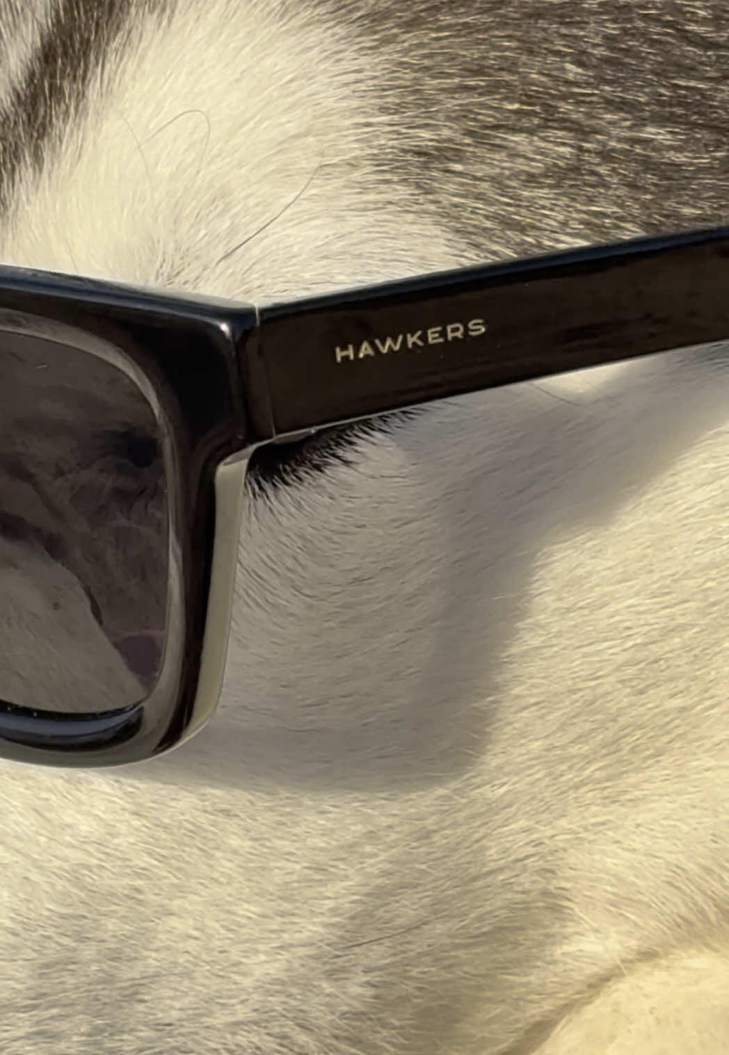 TikTok post by @yumahusky for HAWKERS CO.. Caption reads: Cuando encontréis una mejor modelo, me avisáis 😎....