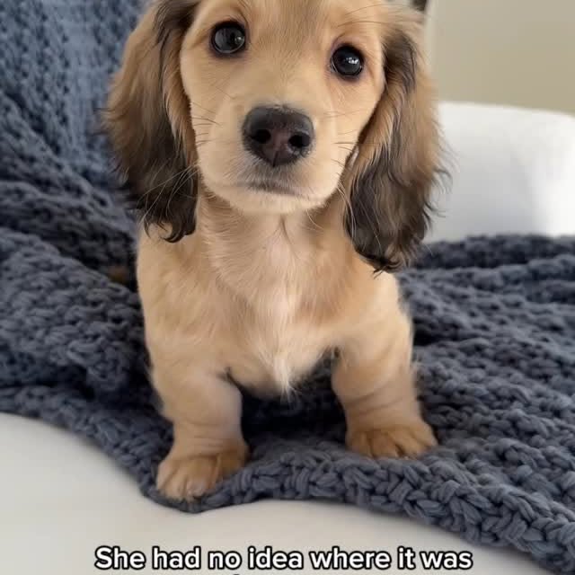 Instagram post by @heathersdachshunds for Nature's Miracle. Caption reads: #ad Nature’s Miracle is always stocked in our....