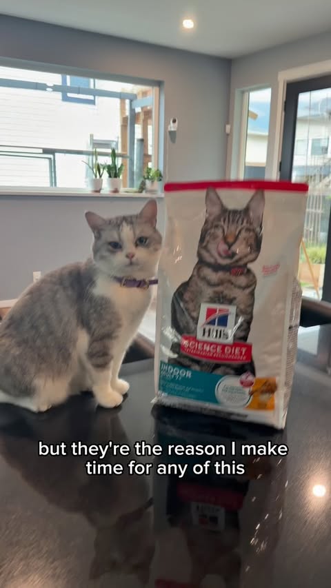 Instagram post by @catdaddy.dan for Hill's Pet Nutrition. Caption reads: #HillsPartner #ad I build something for my cats....