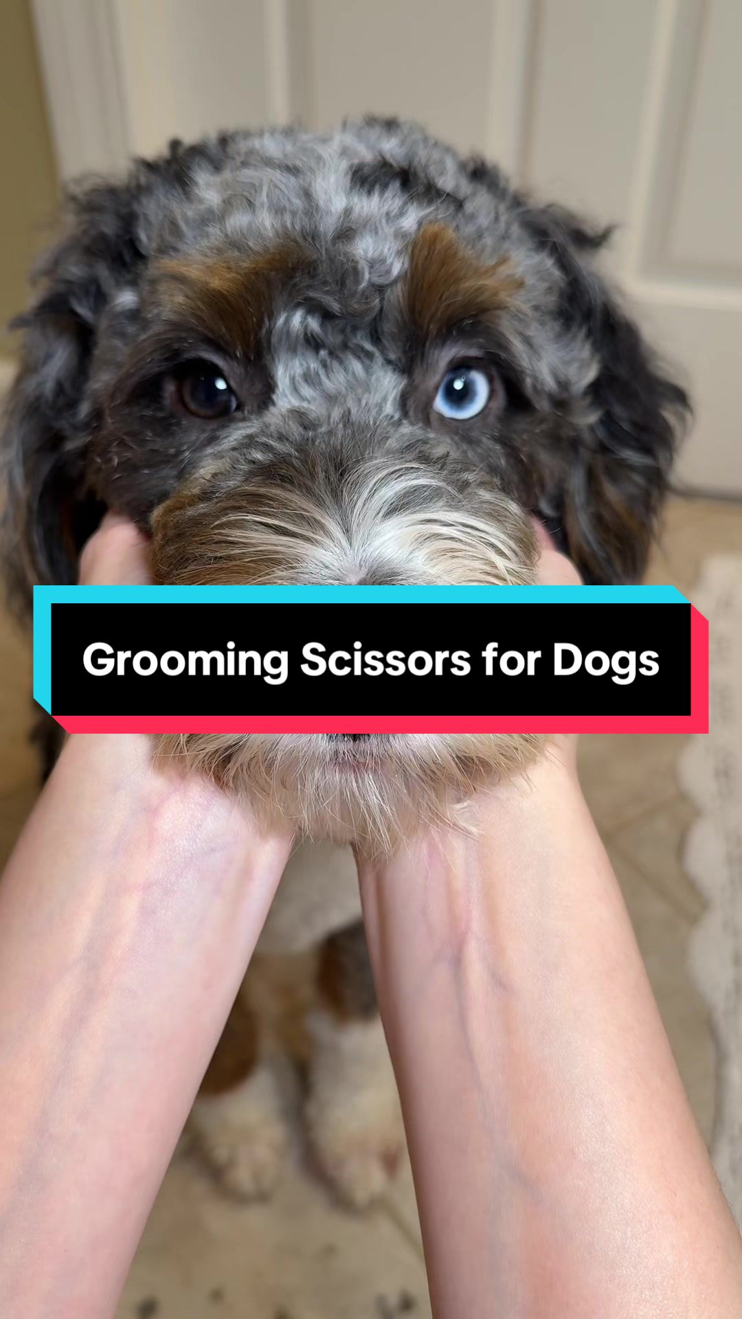 TikTok post by @archiethebernedoodle for We Love Doodles. Caption reads: [...] grooming hack. I genuinely recommend....