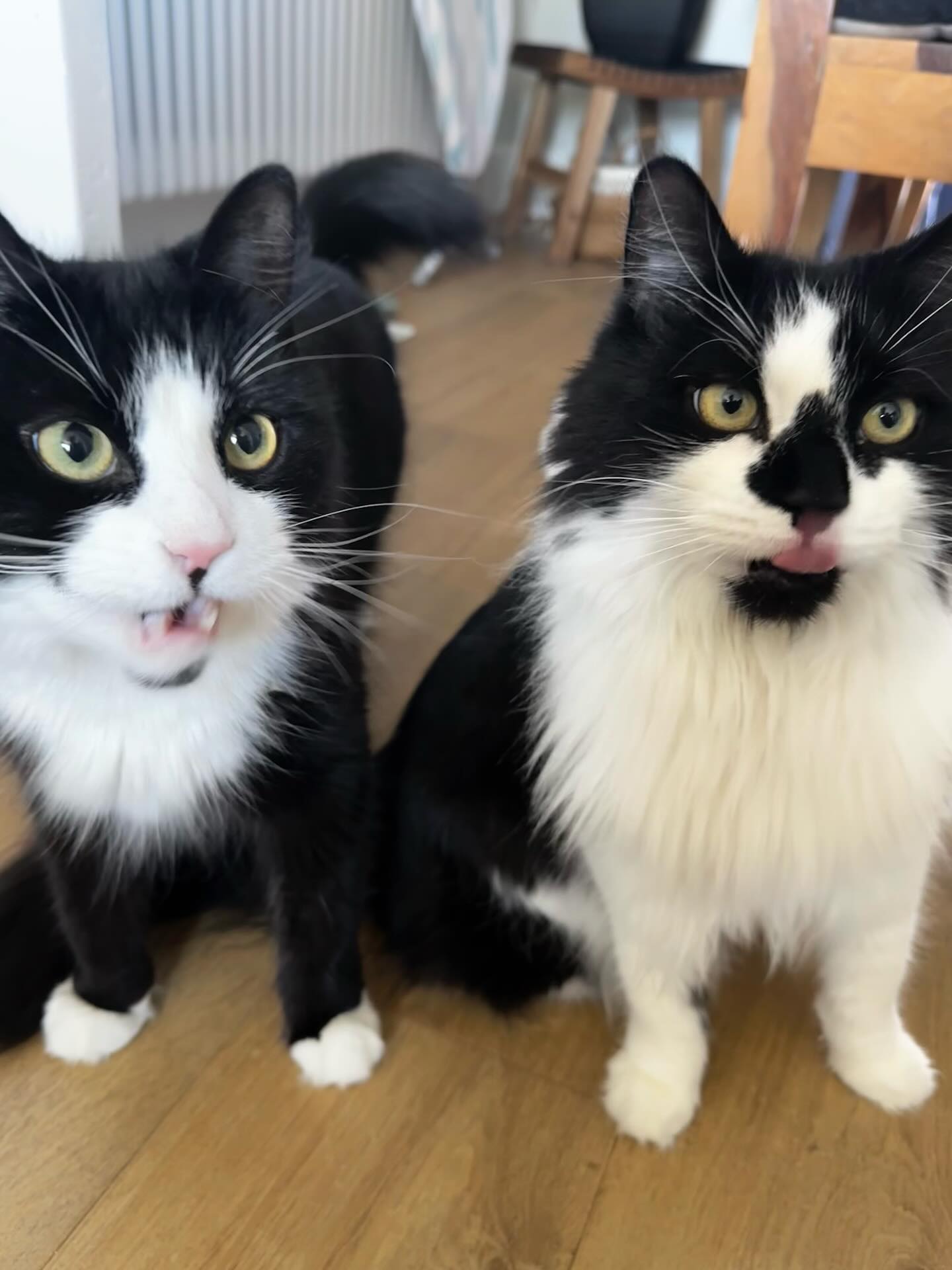 Instagram post by @pepperpot.and.lilykins for Scrumbles. Caption reads: Swipe to reveal what has gotten the girls so....