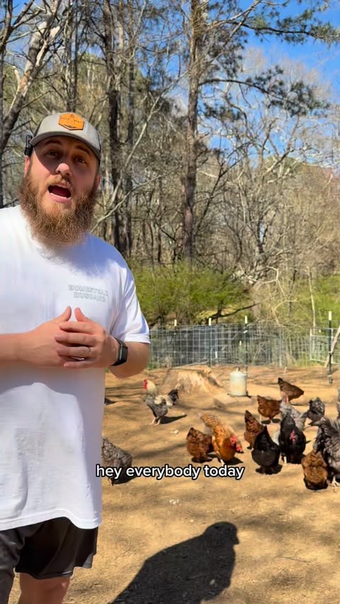 Instagram post by @bandrhomestead for Scratch and Peck Feeds. Caption reads: [...] high quality feed. That’s where....