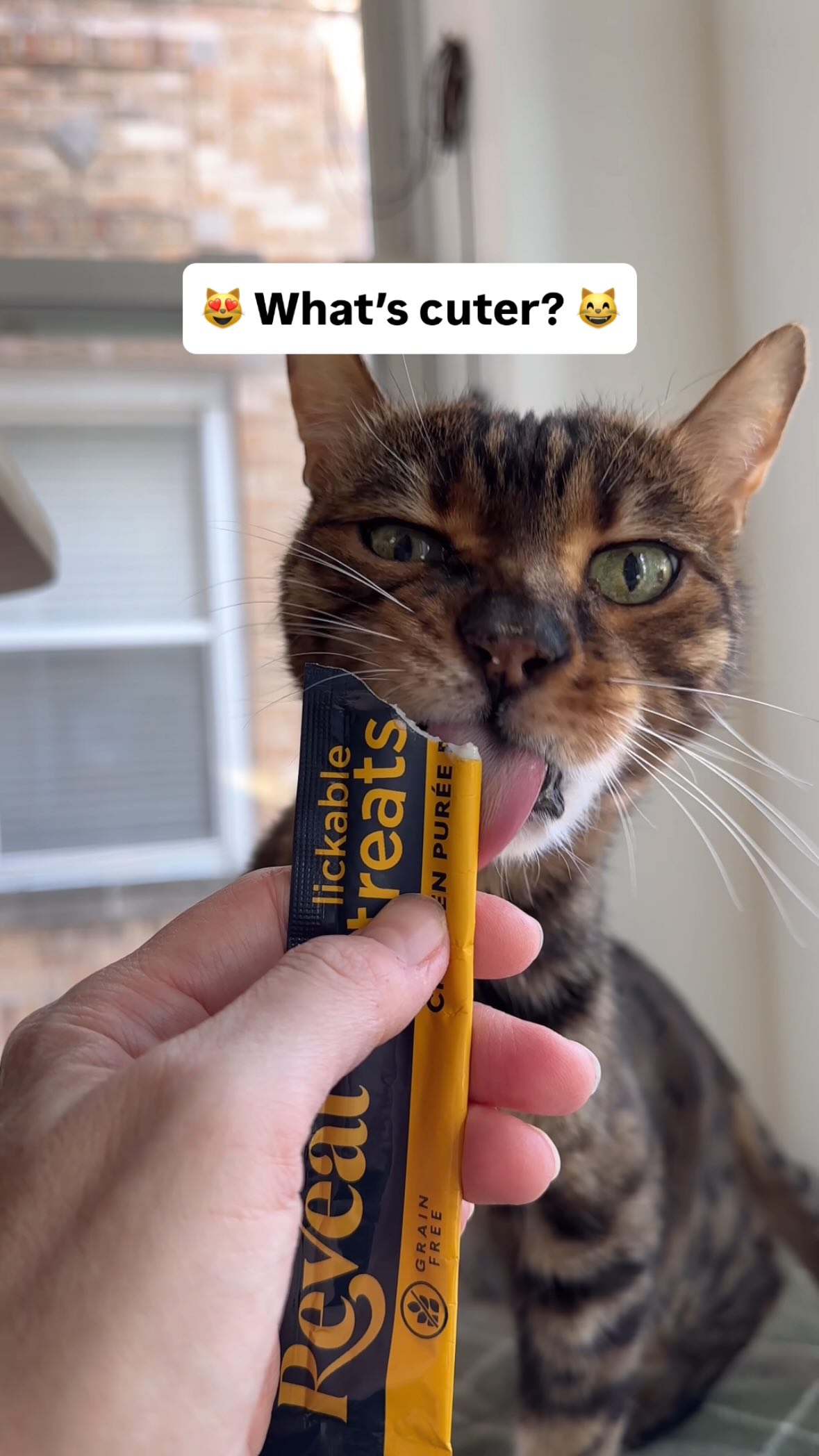 Instagram post by @chicagoblackcat for The Dog Agency. Caption reads: New lickable treats from @revealpetfood are a huge....