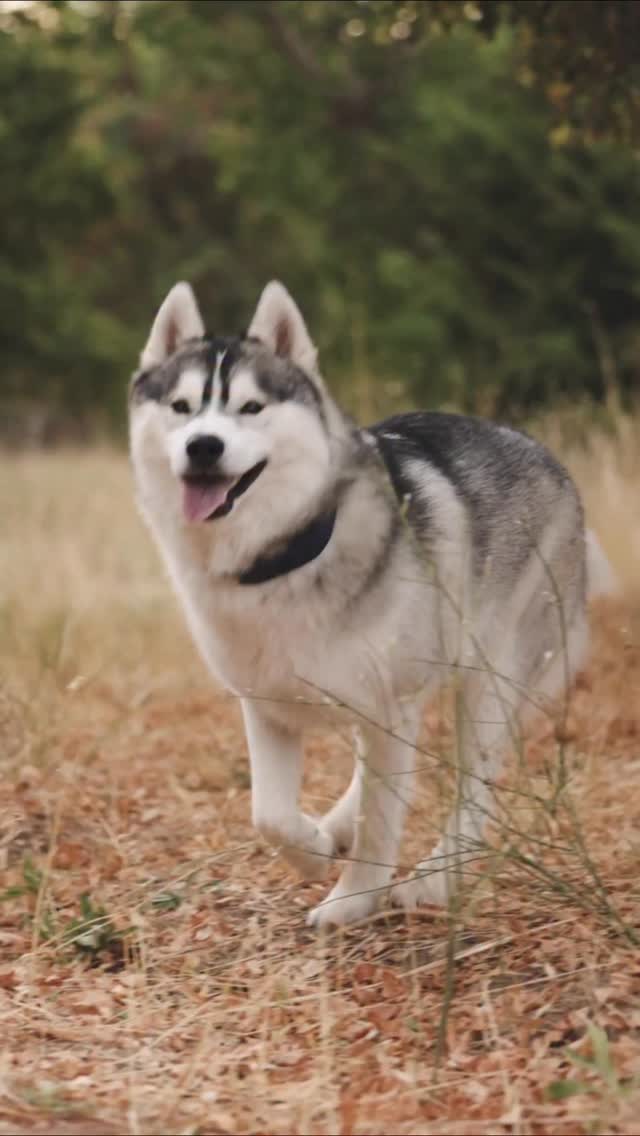 Instagram post by @idahohuskypups for Halo Collar. Caption reads: [...] off-leash adventures yet, but....