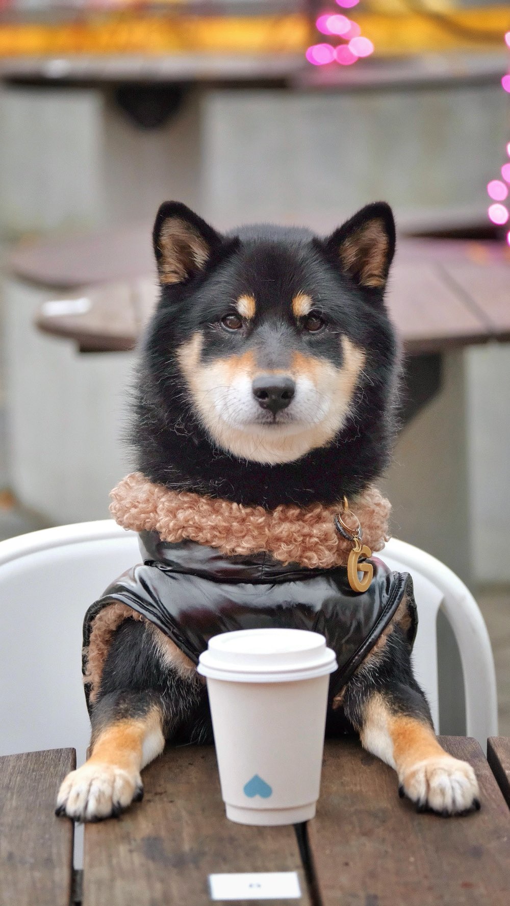 Instagram post by @gunner.shiba for Homedics. Caption reads: Yes, he really whipped his head around when I....