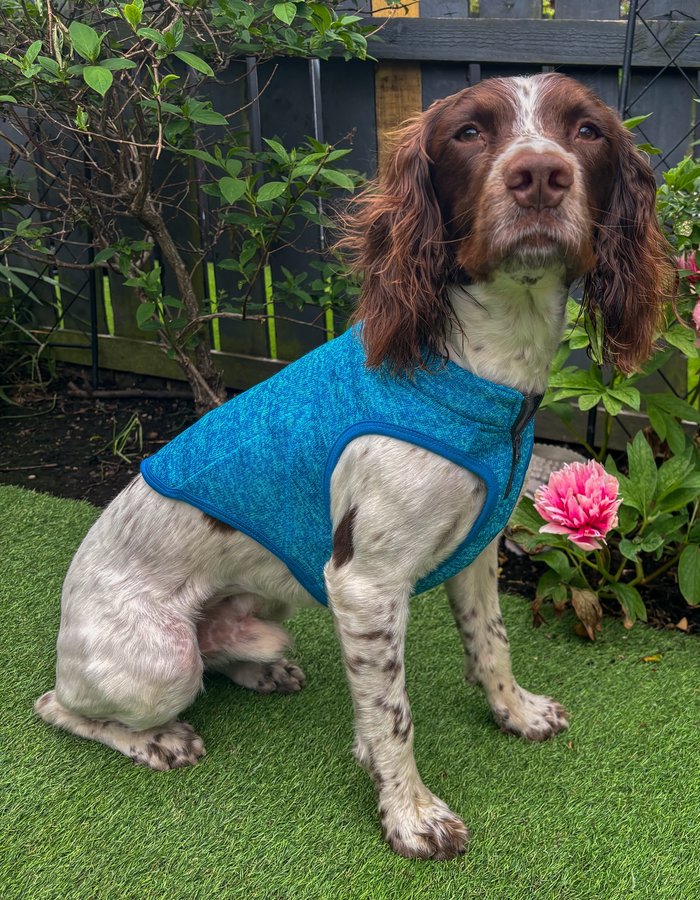 Instagram post by @ernieandco_ for Kurgo. Caption reads: [...] cooler Ernie is happy to be wearing his....