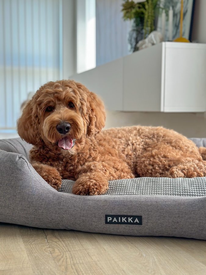 Instagram post by @goodboihermann for PAIKKA. Caption reads: [...] 𝗰𝗼𝗼𝗹𝗶𝗻𝗴 𝗯𝗲𝗱 𝗳𝗿𝗼𝗺 @paikka.pet....