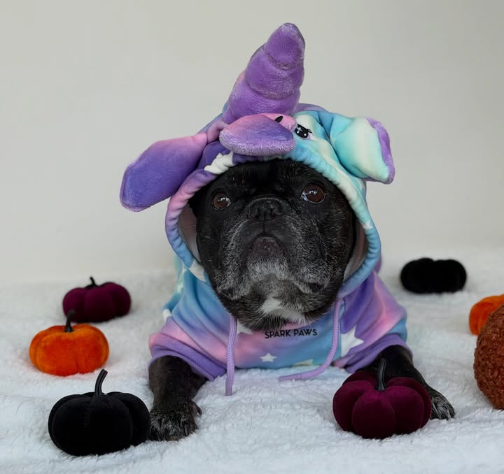 Instagram post by @louie_toes_frenchie for Spark Paws. Caption reads: [...] my supaw cute unicorn hoodie! 🦄💜🩵....