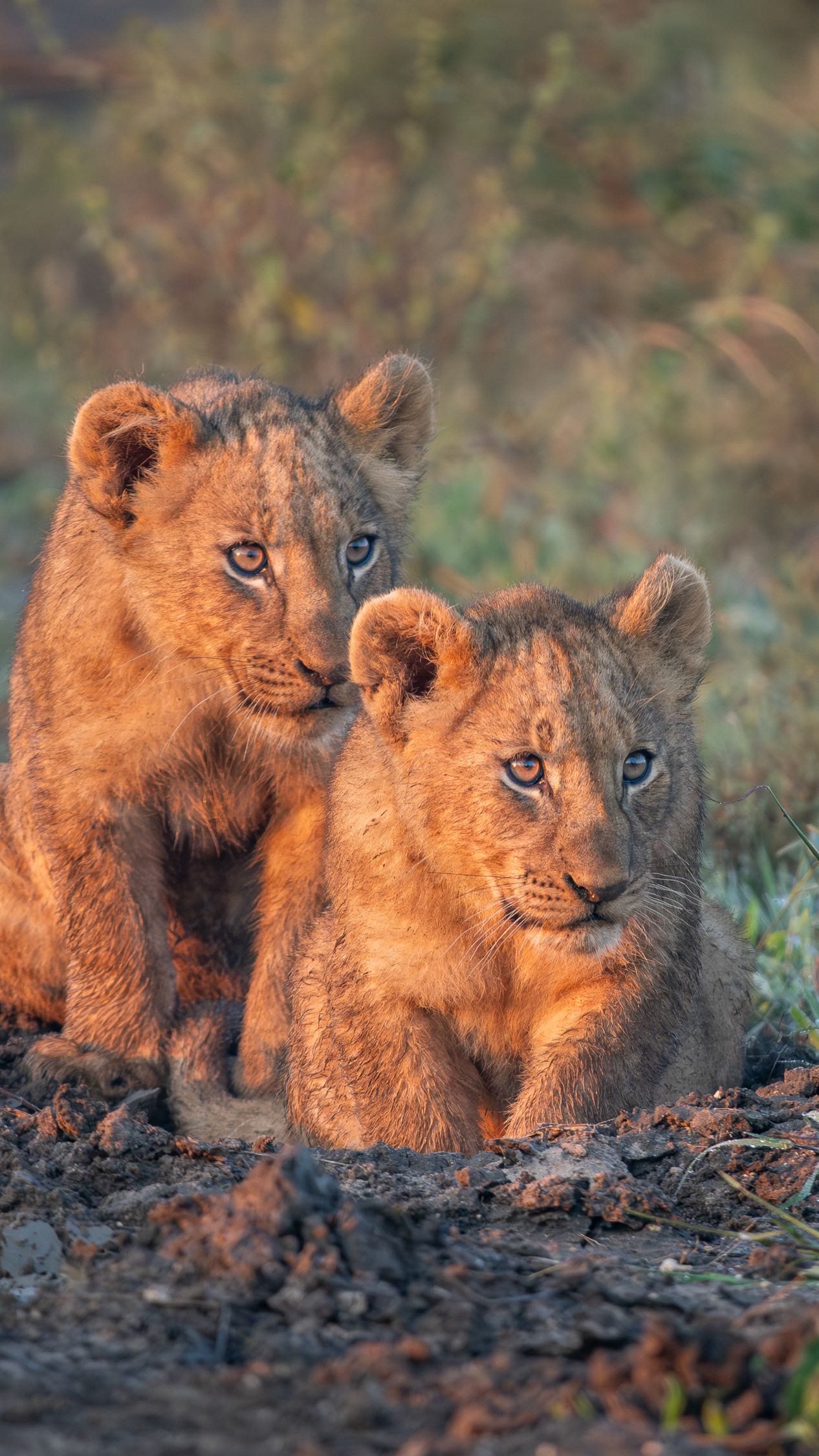 Instagram post by @big_cats_nature_photography for NATURE. Caption reads: We’re lucky to spend a lot of time in the bush—but....