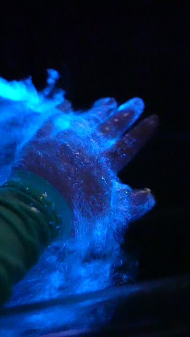 Instagram post by @j_buzzi for VISITFLORIDA. Caption reads: Florida Bioluminescence 🌀

Last night was pretty....