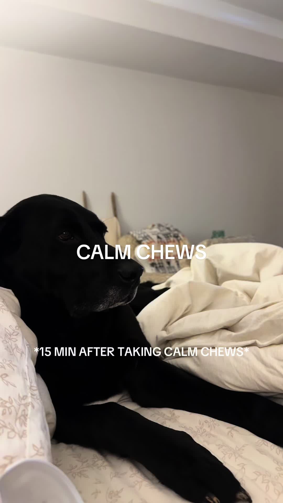 TikTok post by @kenzieleigh_ for Native Pet. Caption reads: Helps him chill out @Native Pet....