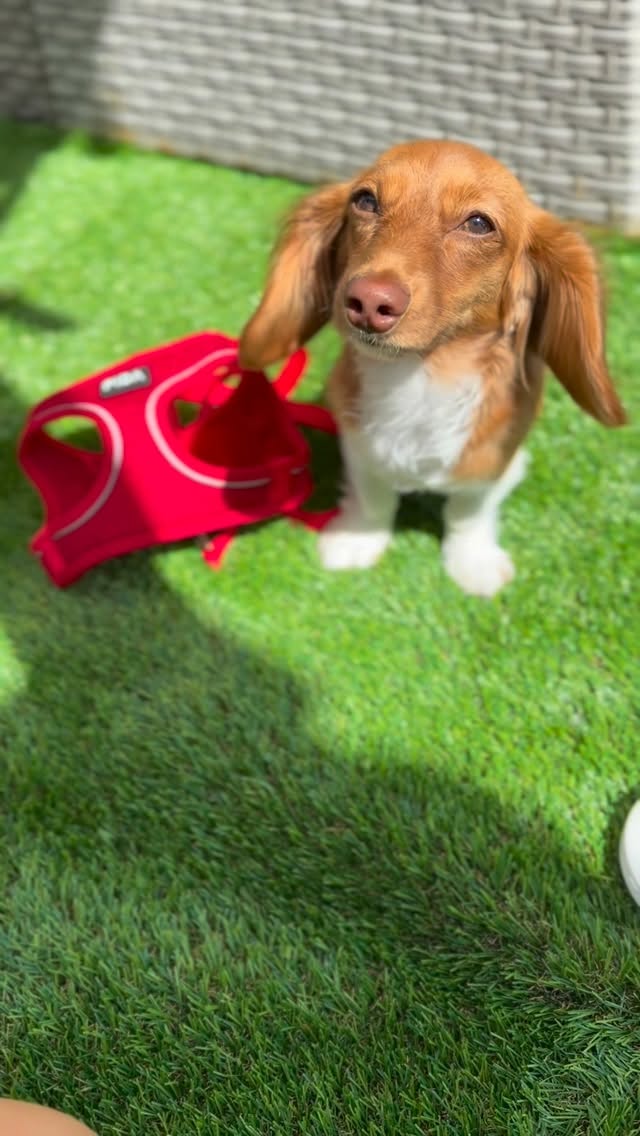 Instagram post by @pawsitivelywinnie_ for FidaPet. Caption reads: [...] the breeze, birds singing, and her new....