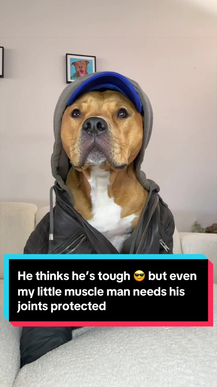 TikTok post by @kaja_macho for Lesure Pet. Caption reads: [...] protected. Switched Pupeye to the @Lesure....