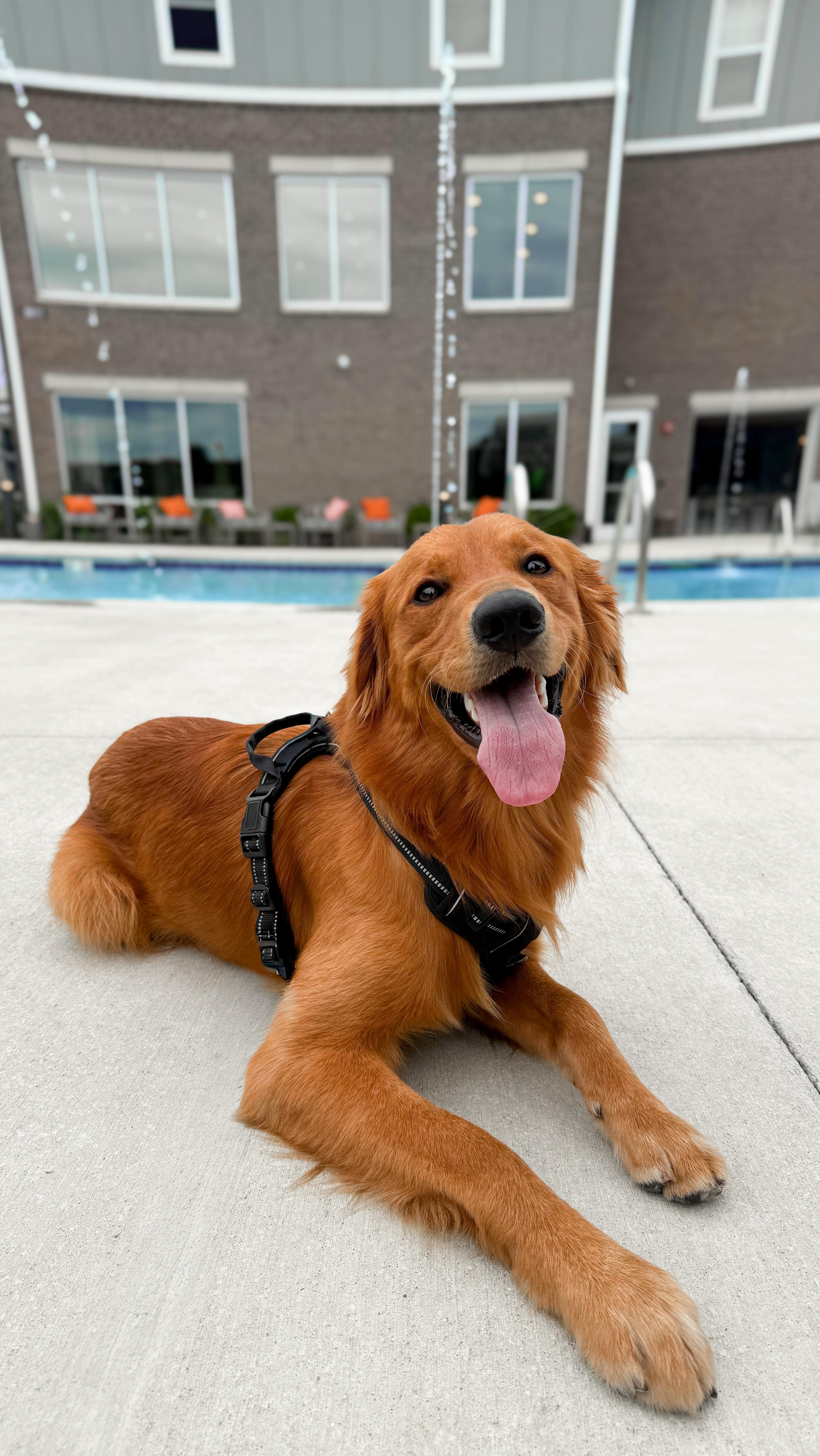 Instagram post by @belleandmurphy for Apartments. Caption reads: #ad Murph is living his best life growing up in a....