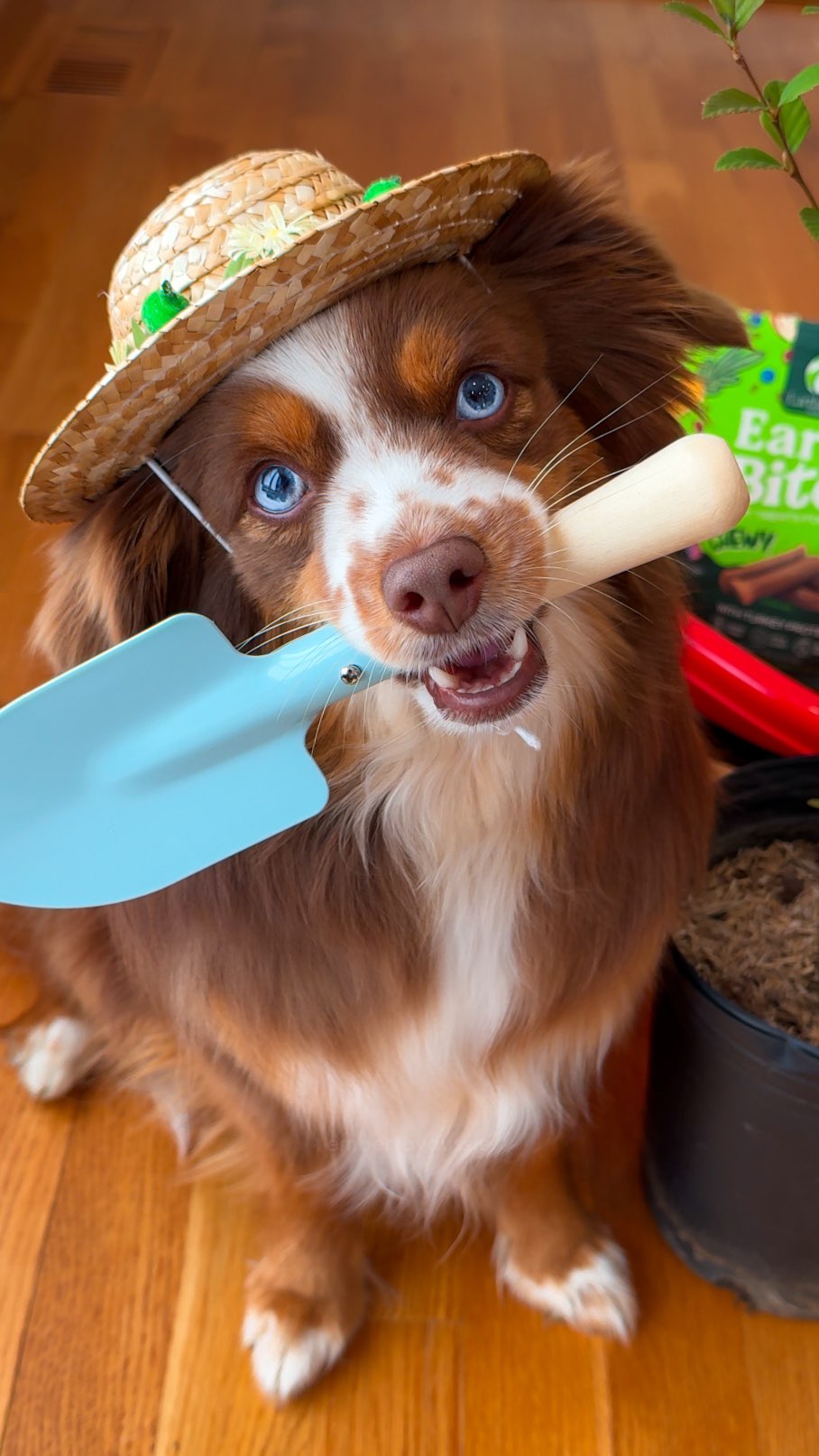 Instagram post by @embertoyaussie for Earthborn Holistic Pet Food. Caption reads: Happy Earth Day 🌎

Help us plant more trees! For....