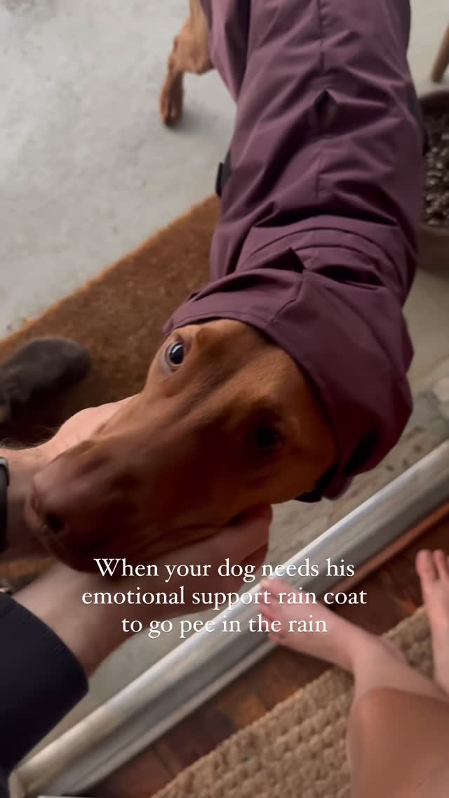 Instagram post by @thevizslamoose for Voyagers K9 Apparel. Caption reads: he’s ✨🧚🏼just a boy✨ Raincoat from....