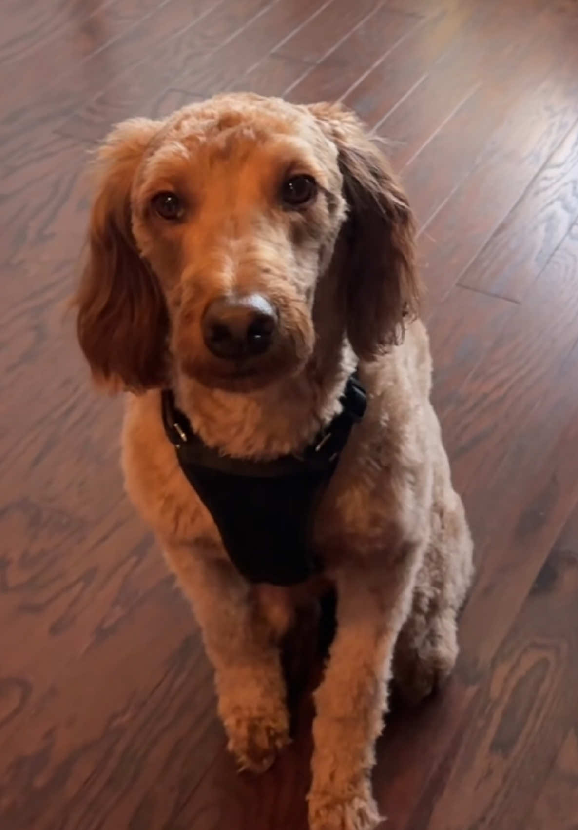 TikTok post by @alexachristine299 for Milamend. Caption reads: [...] #dogsoftiktok #goldendoodle #ttc #fyp....