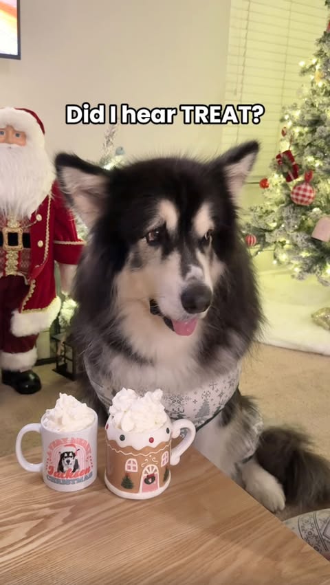 Instagram post by @jackson.the.malamute for DreamBone Chews. Caption reads: [...] house means hot cocoa for us and....