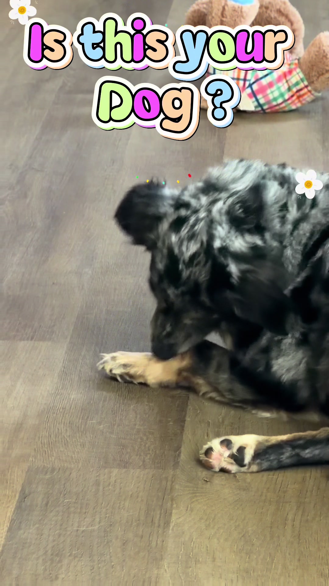 TikTok post by @dallymae_emberrae for Dog Is Human. Caption reads: [...] the orange link and get yours today! @Dog is....