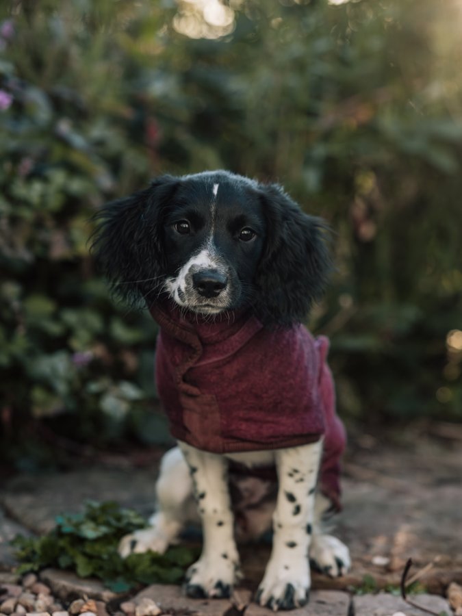 Instagram post by @thorpecreekspaniels for Ruff and Tumble. Caption reads: Grew up drying in @ruffandtumbledogcoats ✨....