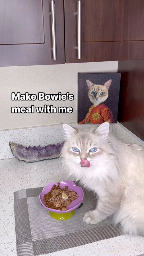 Instagram post by @bowie_the_siberian for Optimeal. Caption reads: [...] meal to start this Caturday featuring:....