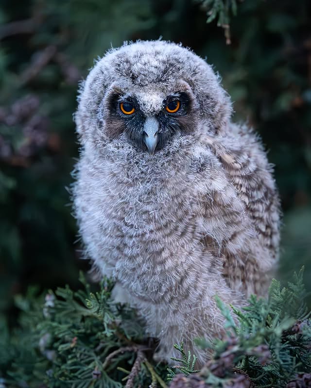 Instagram post by @aiko.sukdolak for Nikon DACH. Caption reads: [...] #urbanwildlife #eule #nikoncreator für....